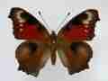Aglais io (Inachis) io AB (Internet Image property of respective owner, non-commercial use only)
